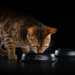 Влажный корм Pro Plan® Nutri Savour® для взрослых кошек с чувствительным пищеварением или с особыми предпочтениями в еде (с океанической рыбой в соусе) – интернет-магазин Ле’Муррр