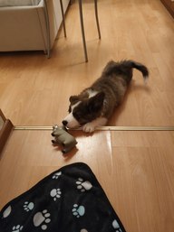 Пользовательская фотография №1 к отзыву на PET STAR Игрушка для собак КАБАНЧИК
