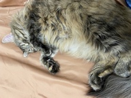 Пользовательская фотография №21 к отзыву на 1st Choice Sterilized Сухой корм для кастрированных котов и стерилизованных кошек (с курицей и бататом)