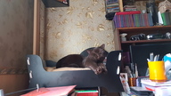 Пользовательская фотография №1 к отзыву на Royal Canin British Shorthair Adult Сухой корм для взрослых кошек породы Британская короткошерстная