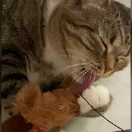 Пользовательская фотография №1 к отзыву на GiGwi Бобёр с кармашком Игрушка для кошек, с кошачьей мятой
